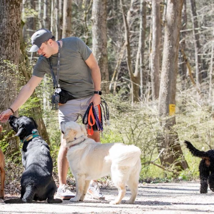 Off-Leash Pack Walks